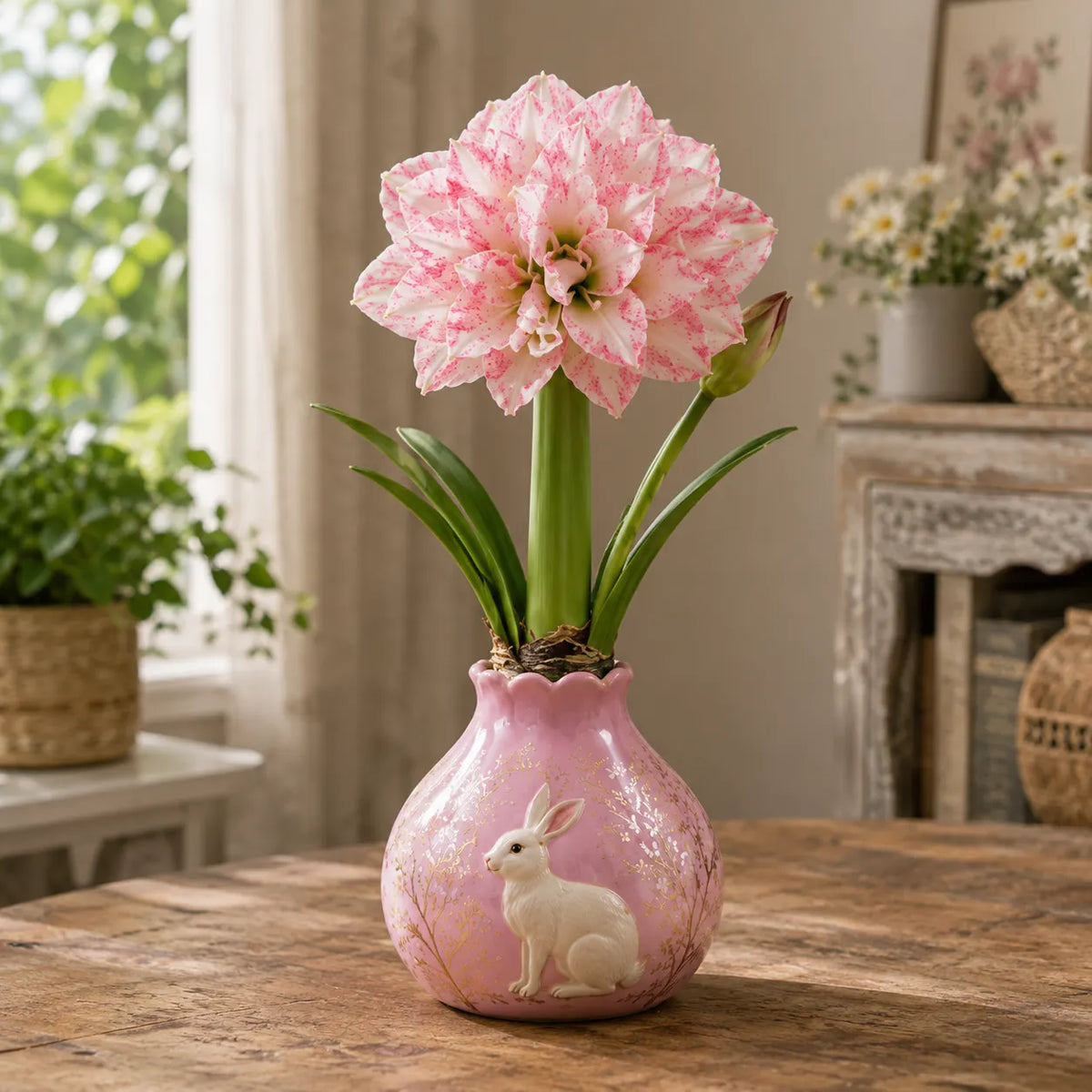🤗🌺 Double Amaryllis Bulbs – No Soil, No Water, Just Watch Them Bloom