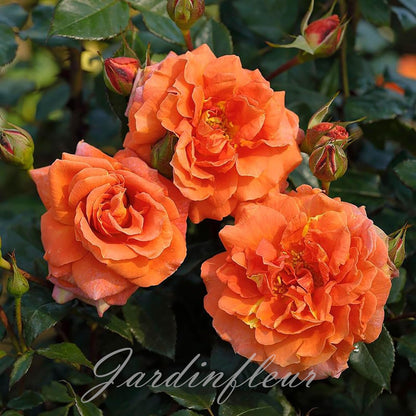 Last day 49% OFF🔥Climbing Vine Rose Flower Seeds