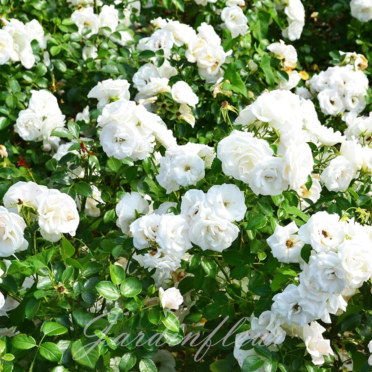 Last day 49% OFF🔥Climbing Vine Rose Flower Seeds