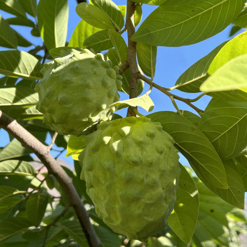 🍈 Premium Sugar Apple Bulbs – Grow Sweet Tropical Fruit At Home