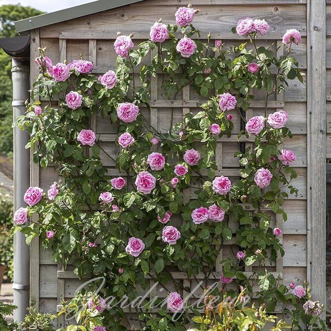 Last day 49% OFF🔥Climbing Vine Rose Flower Seeds