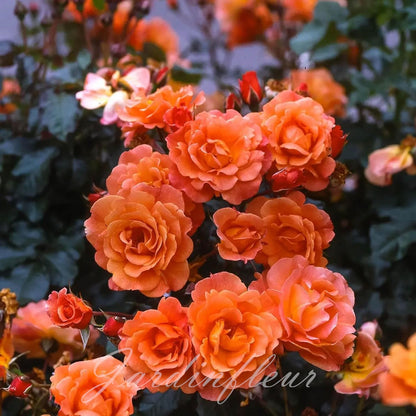 Last day 49% OFF🔥Climbing Vine Rose Flower Seeds
