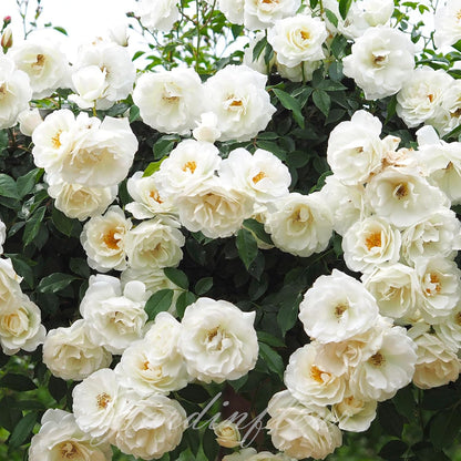 Last day 49% OFF🔥Climbing Vine Rose Flower Seeds