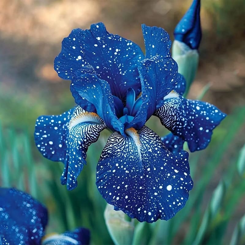 ‎⚘ ﹏Tall Bearded Iris with Bold, Elegant Blooms