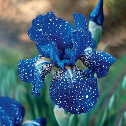 ‎⚘ ﹏Tall Bearded Iris with Bold, Elegant Blooms