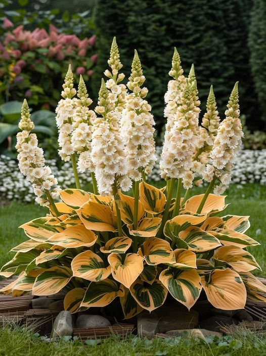 🔥Premium Hosta Seeds🌸Easy to Grow, Comes Back Every Year ✨ Perfect for Beginners