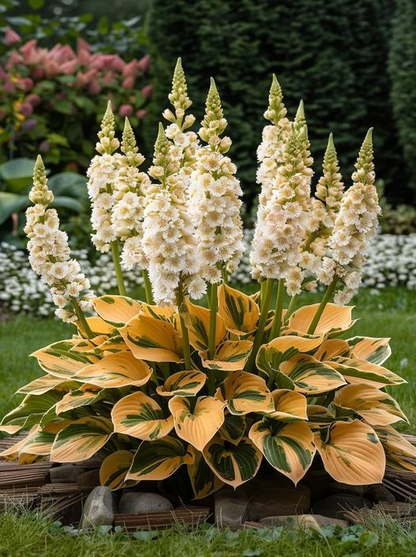 🔥Premium Hosta Seeds🌸Easy to Grow, Comes Back Every Year ✨ Perfect for Beginners