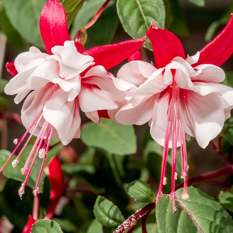 🧚🏼Fuchsia Flowers Seeds-Dancing Elf Bonsai