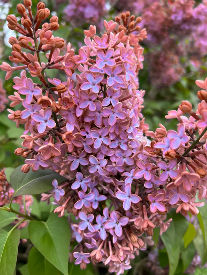 🌸 Lilac Blubs-Add everlasting fragrance and beauty to your garden 🌸