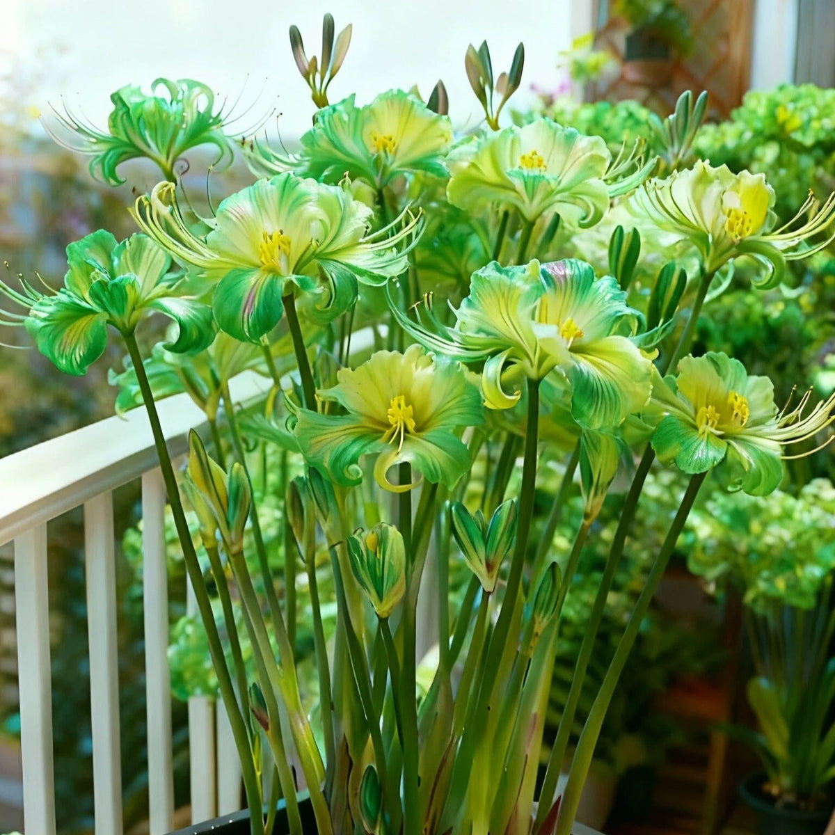 🌷·̩̩̥͙*̩̩̥͙˚̩̥̩̥Glow Like Magic — Stunning Spider Lilies Made Easy