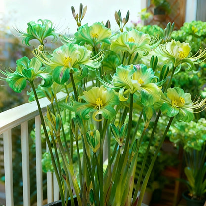 🌷·̩̩̥͙*̩̩̥͙˚̩̥̩̥Glow Like Magic — Stunning Spider Lilies Made Easy
