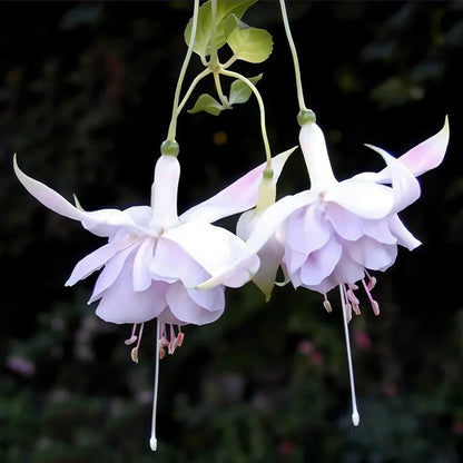 🌱Fuchsia Hybrida Voss bulbs –🌺Exotic Colorful Flowers That Thrive Easily！
