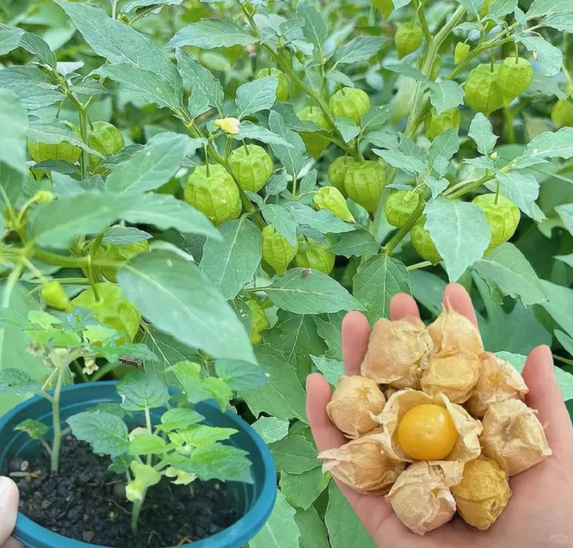 🍅 "Snacks" among fruits - 🤩Golden lantern fruit✨