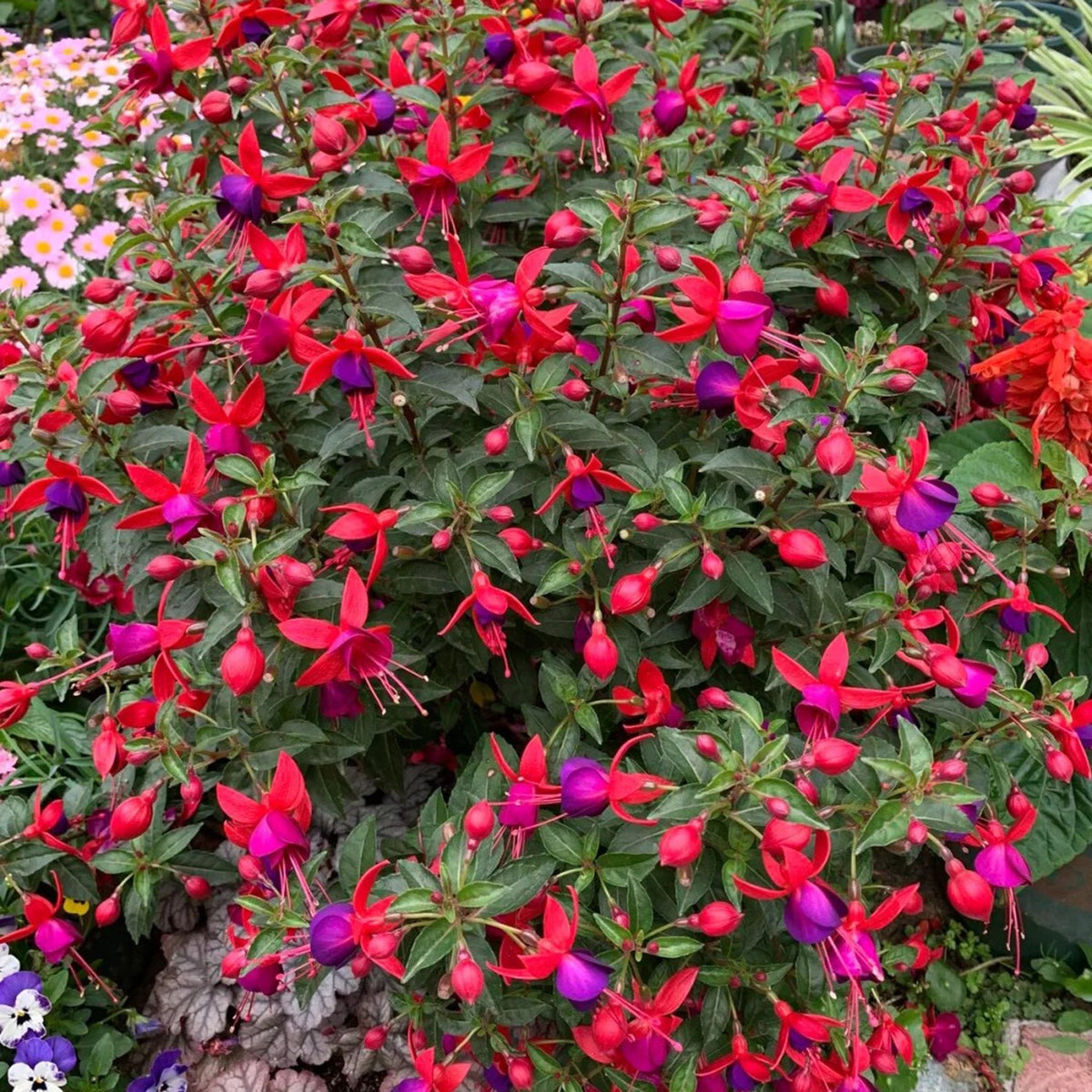 🌱Fuchsia Hybrida Voss bulbs –🌺Exotic Colorful Flowers That Thrive Easily！