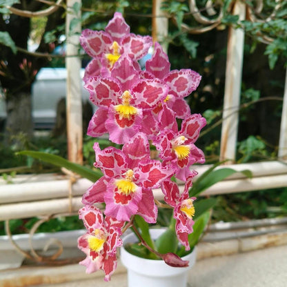 🌺Last Day 50% OFF🌸Leopard Gemstone Orchid - Beautiful and Unique