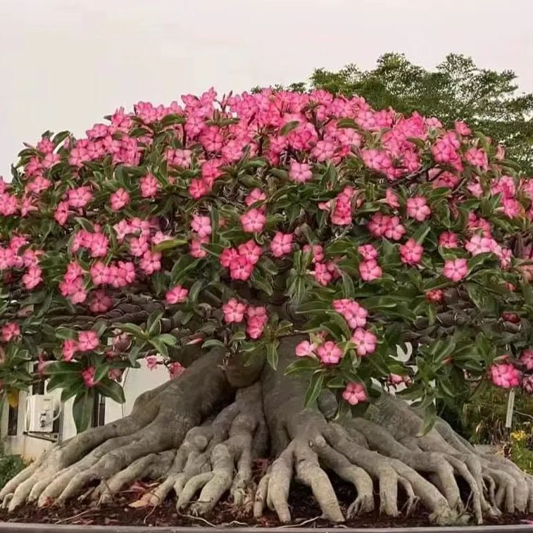 🌸Adenium Desert Rose -No green thumb needed! 🌵 Rare Adenium Obesum Bulbs🌹