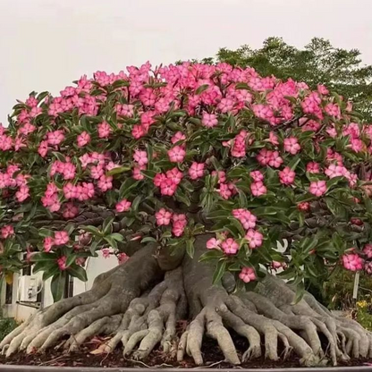 🌸Adenium Desert Rose -No green thumb needed! 🌵 Rare Adenium Obesum Bulbs🌹