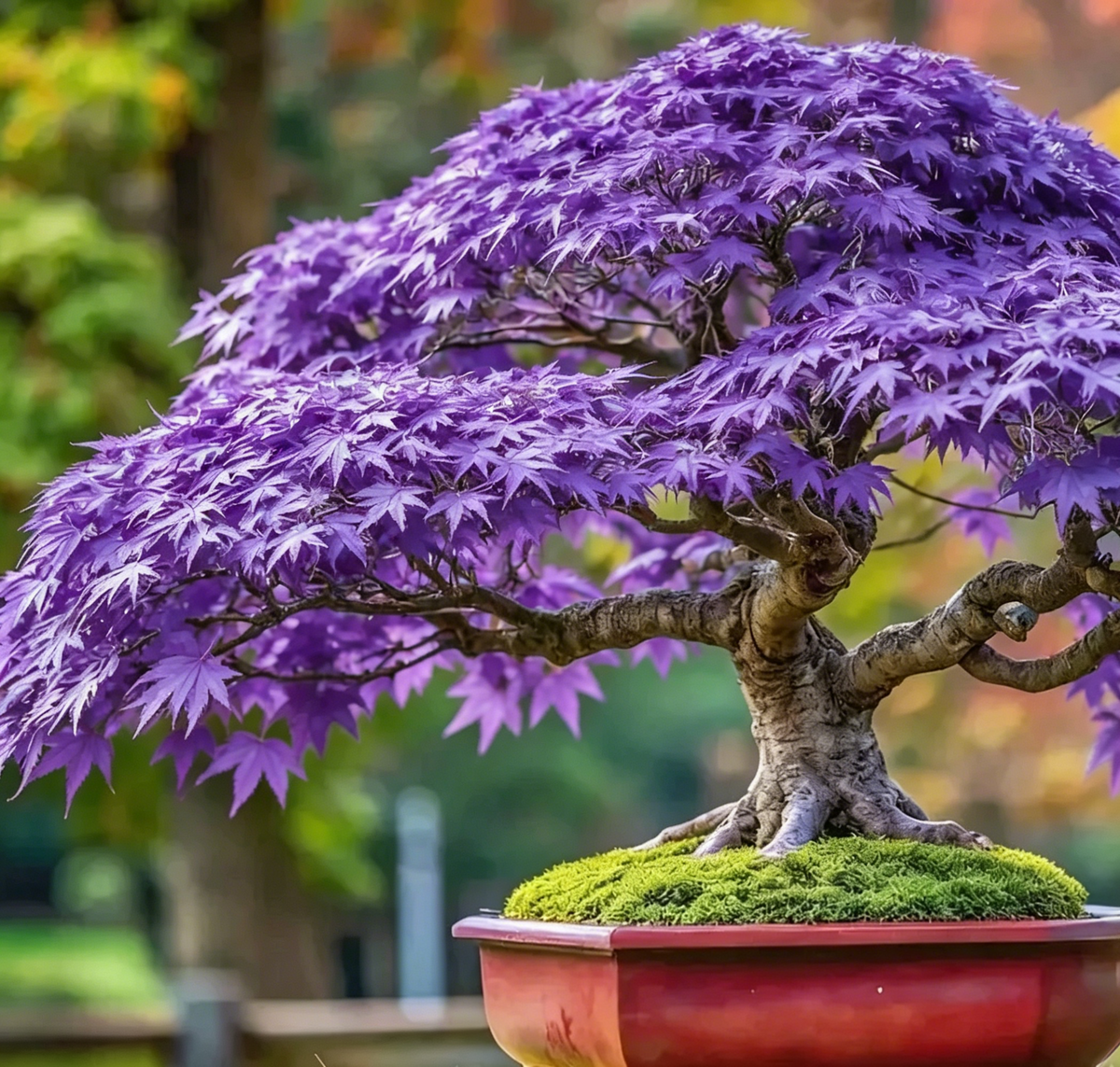 💙 Sapphire Maple Seeds 🌿 Grow Stunning Blue Foliage This Season
