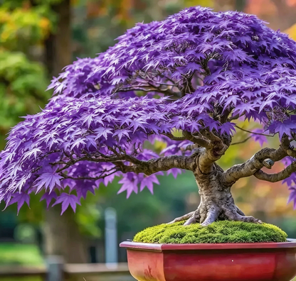 💙 Sapphire Maple Seeds 🌿 Grow Stunning Blue Foliage This Season
