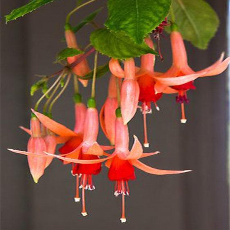 🧚🏼Fuchsia Flowers Seeds-Dancing Elf Bonsai