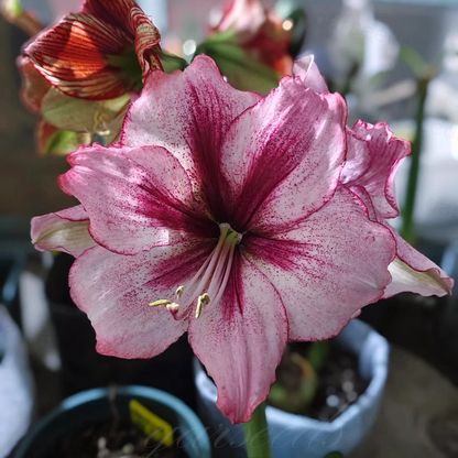 🏠💥Giant Double-Flowered Amaryllis Bulbs – Spectacular Blooms This Season!🌼