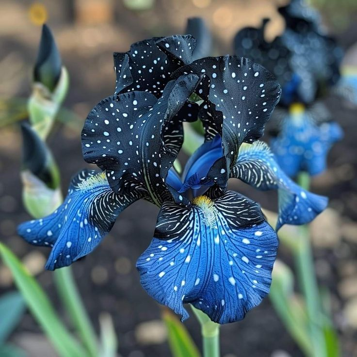 ‎⚘ ﹏Tall Bearded Iris with Bold, Elegant Blooms