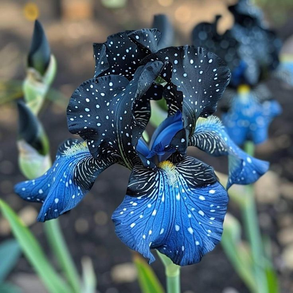 ‎⚘ ﹏Tall Bearded Iris with Bold, Elegant Blooms