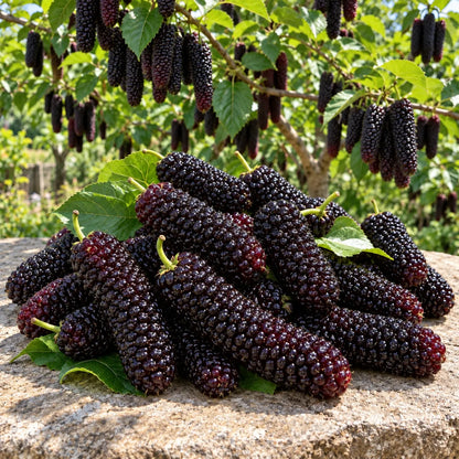 🌿 Rare Giant Mulberry Saplings – Grow Sweet Red & Black Berries at Home