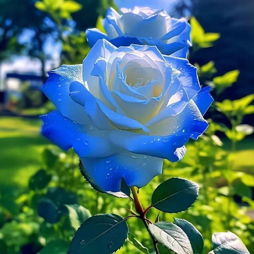 💙🌹Crushed Ice Blue Rose Seeds