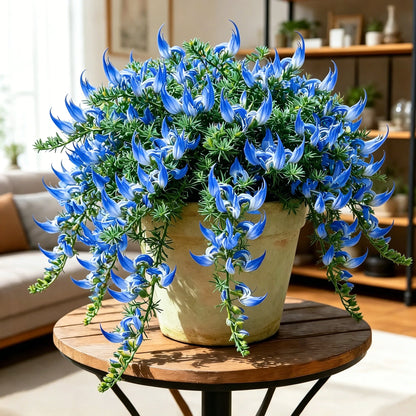 🪴 Parrot Beak Spider Plant Root Bulbs – Rare Foliage Plant, Easy to Care, Ideal for Home & Garden Decor