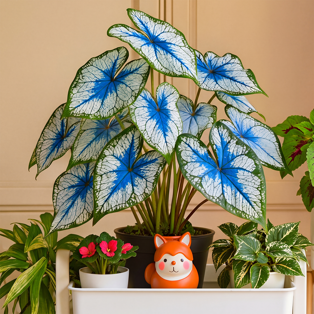 🌺Caladium Bulbs: The Easiest Way to Add Bold Color to Shady Spots