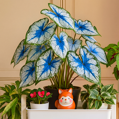 🌺Caladium Bulbs: The Easiest Way to Add Bold Color to Shady Spots