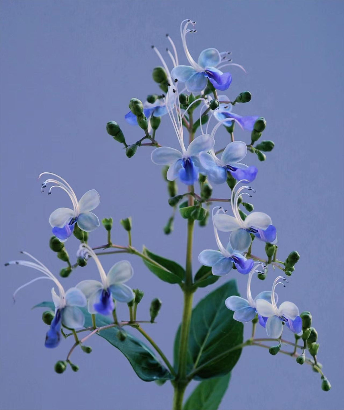 💙🦋Magical blue butterfly flowers that turn your garden into a dream