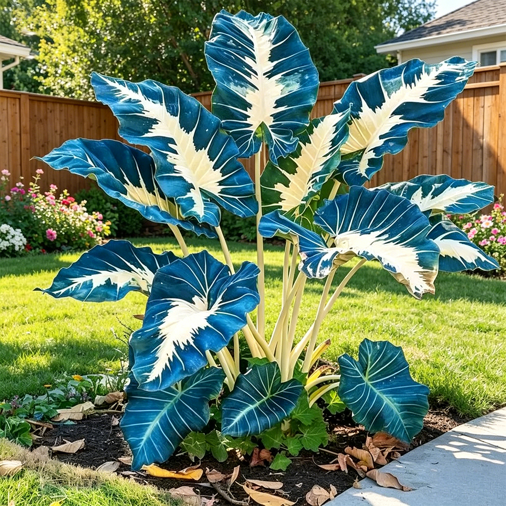 🔥 Premium Giant Caladium Bulbs 🌿🌈 Easy Care & Cold Hardy &Giant Leaves