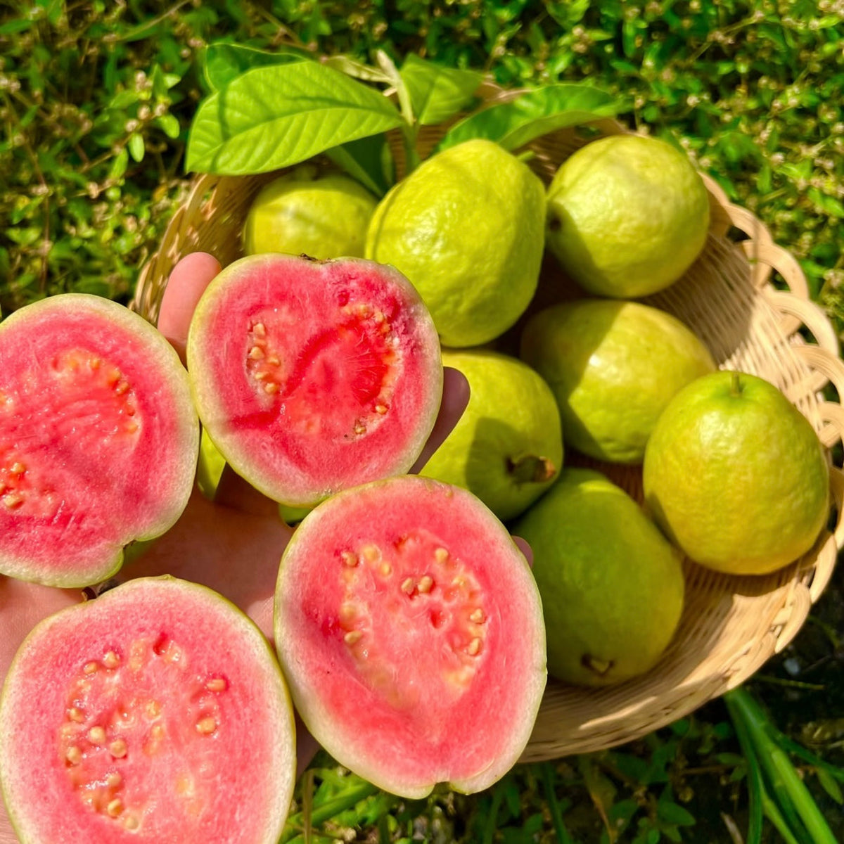🍓 Plant Exotic Red Guava & Enjoy Fresh Fruit