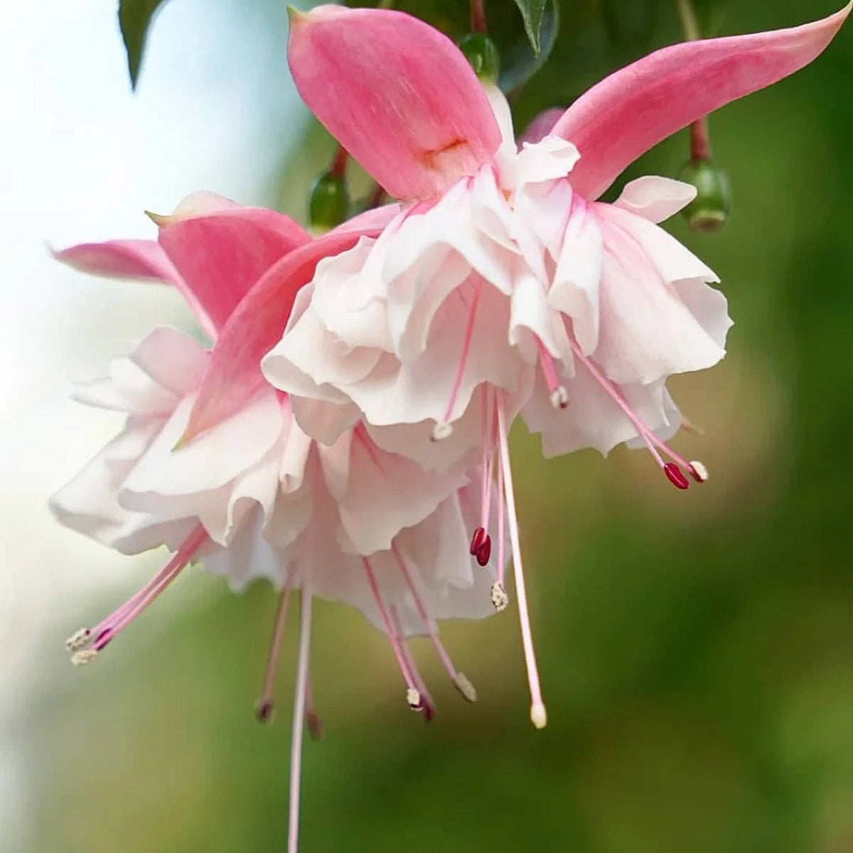 🌱Fuchsia Hybrida Voss bulbs –🌺Exotic Colorful Flowers That Thrive Easily！