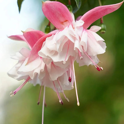 🌱Fuchsia Hybrida Voss bulbs –🌺Exotic Colorful Flowers That Thrive Easily！