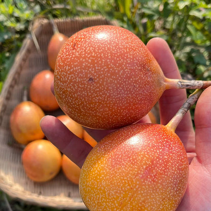 🍋🍋COLOMBIAN PASSION FRUIT SEEDS