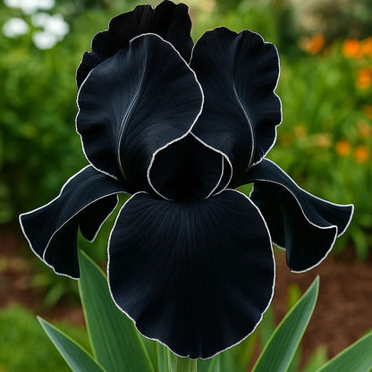 ‎⚘ ﹏Tall Bearded Iris with Bold, Elegant Blooms