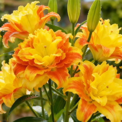 🌸 Double-Petaled Bicolor Lily Bulbs – Beautiful Blooms with Sweet Fragrance