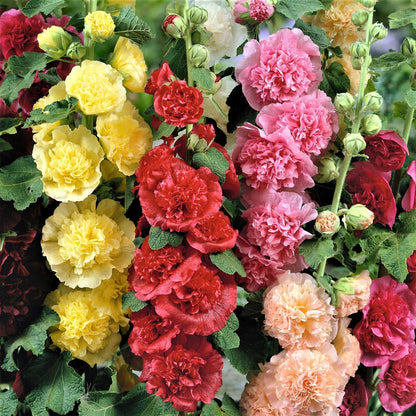 🌸 Hollyhock Seeds 🌱 Easy to Grow, Towering Blooms All Season