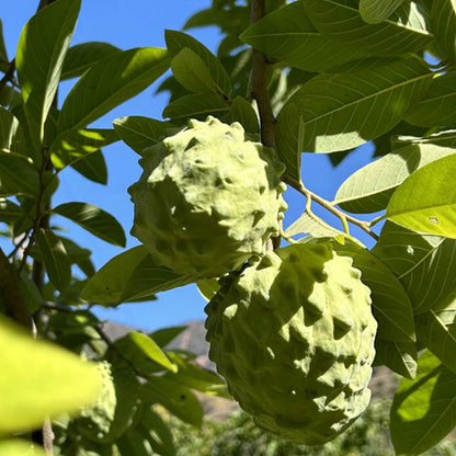🍈 Premium Sugar Apple Bulbs – Grow Sweet Tropical Fruit At Home