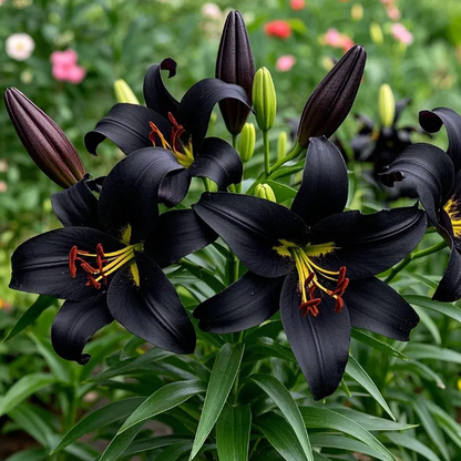 🌸Starlight Queen Oriental Lily Bulbs