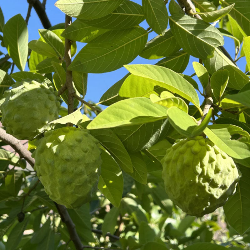 🍈 Premium Sugar Apple Bulbs – Grow Sweet Tropical Fruit At Home