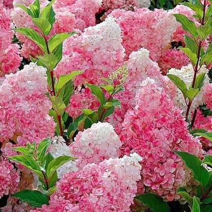 Hydrangea Seeds – Grow Full, Easy Blooms for Your Garden
