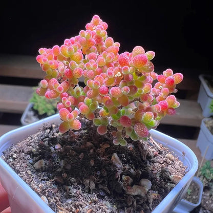 🌱🍬Sweet Citrus Succulent Seeds | Unique Candy-Like Mini Plants🌸