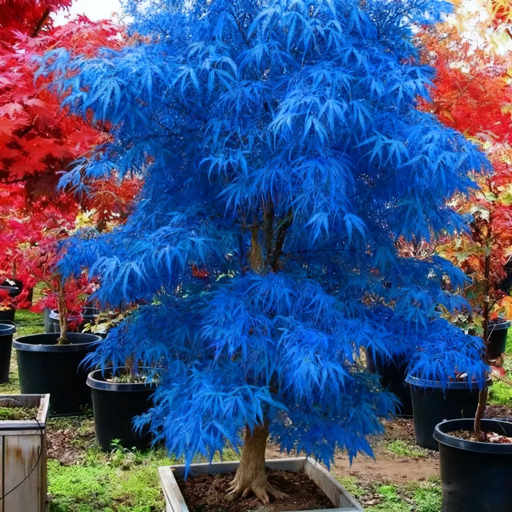 💙 Sapphire Maple Seeds 🌿 Grow Stunning Blue Foliage This Season