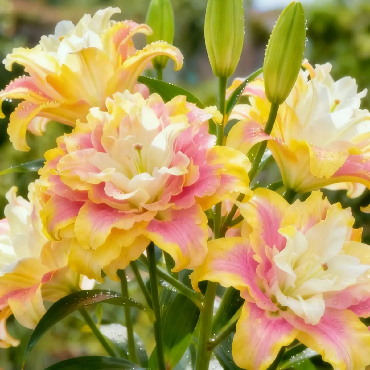 🌸 Double-Petaled Bicolor Lily Bulbs – Beautiful Blooms with Sweet Fragrance