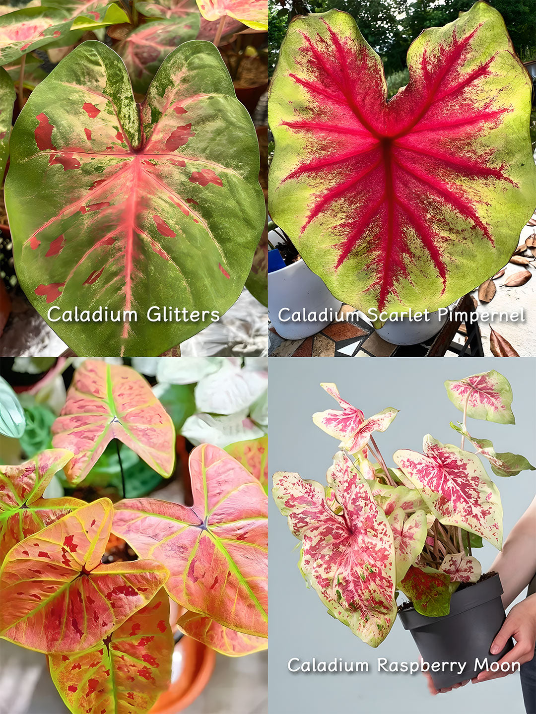 🌺Caladium Bulbs: The Easiest Way to Add Bold Color to Shady Spots