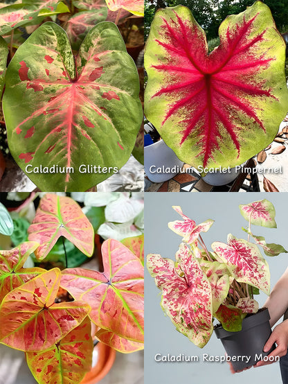 🌺Caladium Bulbs: The Easiest Way to Add Bold Color to Shady Spots